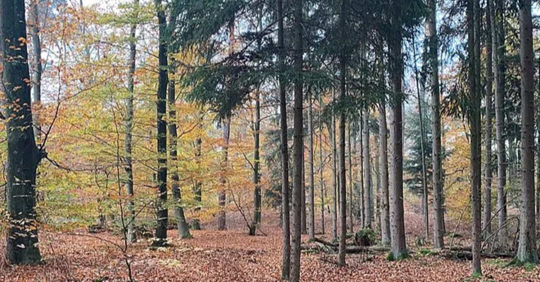 Zones humides en forêt de Haguenau : transformer la connaissance écologique en outil d’aide à la décision