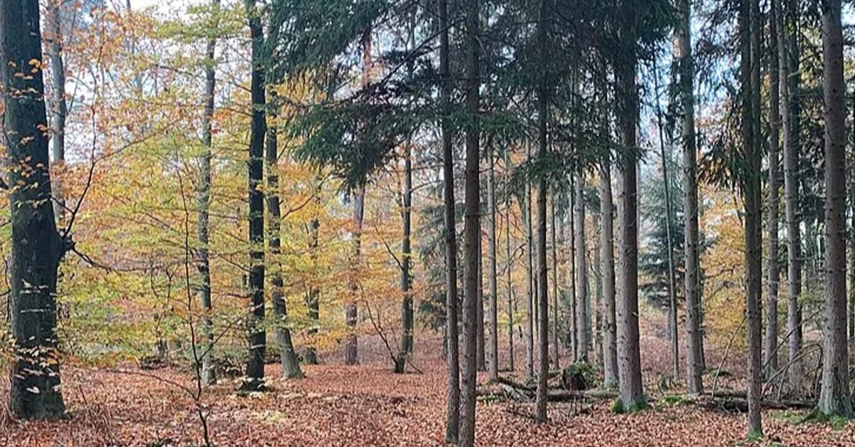 Zones humides en forêt de Haguenau : transformer la connaissance écologique en outil d’aide à la décision