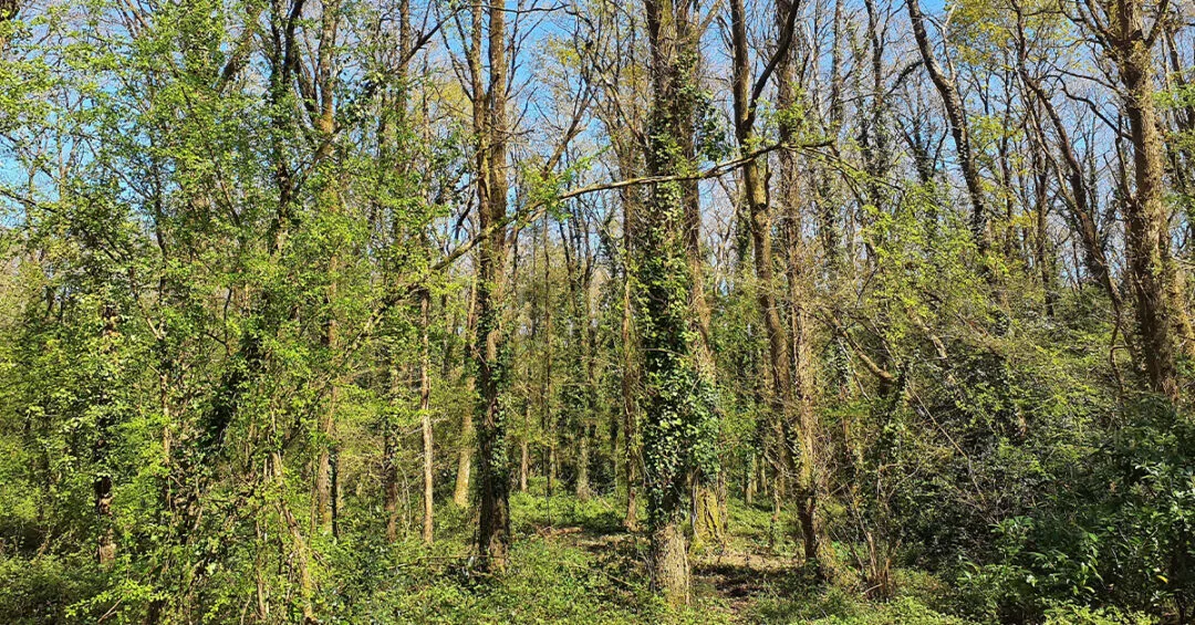 Nantes Métropole – Évaluation environnementale dans le cadre de la modification simplifiée n°4 du PLUm