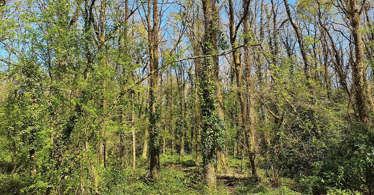 Nantes Métropole – Évaluation environnementale dans le cadre de la modification simplifiée n°4 du PLUm