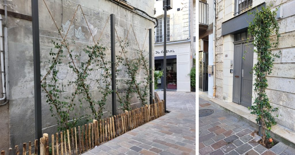 Plantes grimpantes sur des structures métalliques dans une rue urbaine.