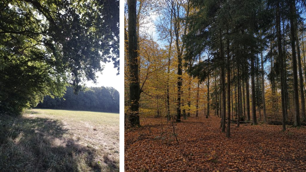 Collage de paysages forestiers en été et en automne.