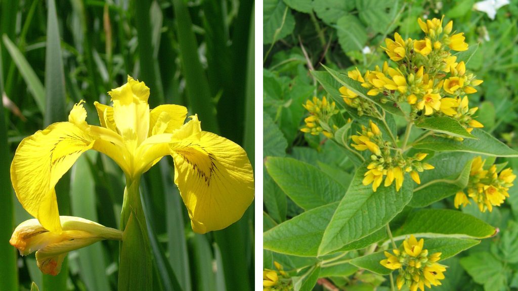 Comparaison de fleurs d'iris jaune et de lysimaque ponctuée.